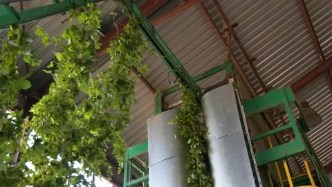 Hand Picking Hop Cones During Harvest Stock Footage 342026804
