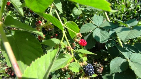Hand picking juicy ripe blackberries. Stock Footage 141133726