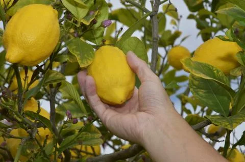 Hand picking lemon Stock Photos