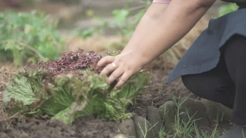 Hand Picking Lettuce Leaves Vegetable from Garden Soil Stock Footage 168462854