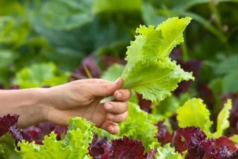 Hand picking lettuce Stock Photos