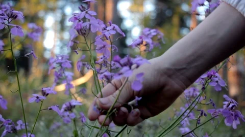 Hand picking lupins Stock Footage 113764298