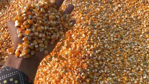 Hand Picking Maize from Heap and Dropping in Slow Motion | Corn Grains Falling Stockbeeldmateriaal 319338824