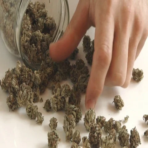 Hand Picking Up Marijuana Buds Stock-Footage 69499152