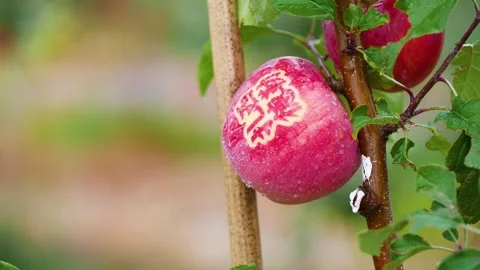 Hand picking mechanical apple picking Stock Footage 243081275