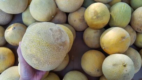 Hand picking a melon Stock Photos