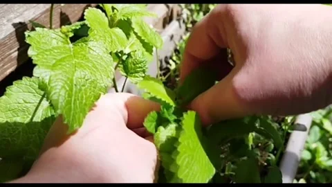 Hand Picking Mint Leaves, Herb Plants Stock Footage 274736646