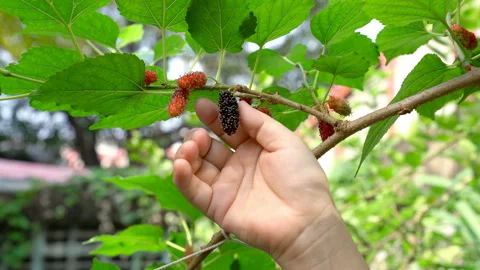 Hand picking mulberry from branch Video stock 232577988