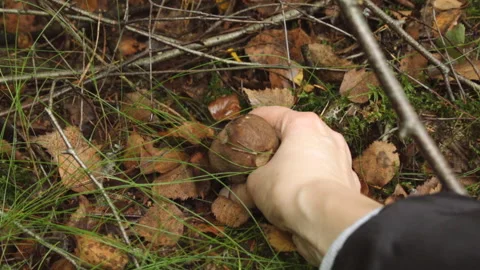 Hand picking a mushroom Stock Footage 147030452