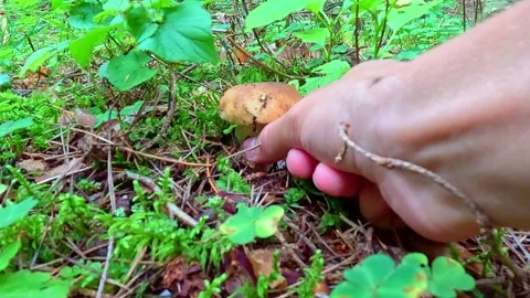 Hand picking mushroom from forest ground in woodland setting Stock Footage 318068243