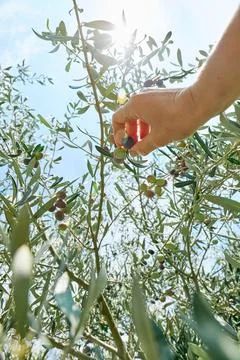 Hand picking olives from the olive tree in the garden. Harvesting in medite.. Stock Photos