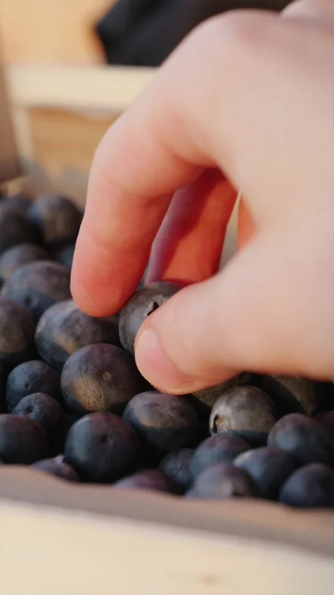 Hand picking up one fresh blueberry from wooden crate against warm evening su Stock Footage 336807504