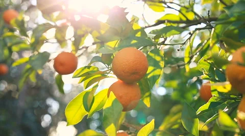 Hand picking an orange from a tree. Stock Footage