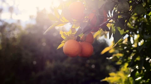 Hand picking an orange from a tree. Vídeos de archivo 62280265