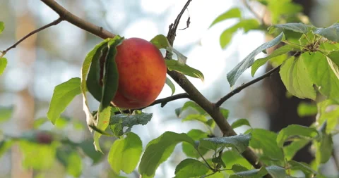 Hand Picking a Peach from a Tree Branch Macro View Vídeo Stock 135637011