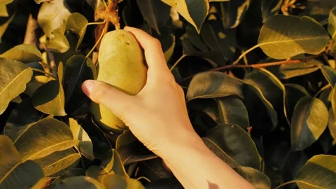 Hand picking pear from the tree Видео 146032413