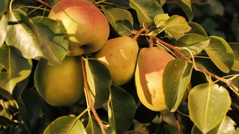 Hand picking pear from the tree Video stock 146798516