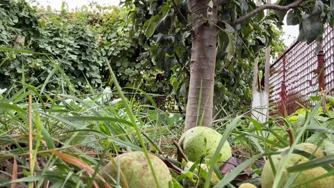 Hand Picking Pears from the Ground in a Garden Stock Footage 345718955