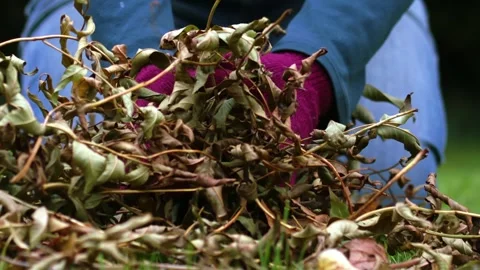 Hand picking up pile of twigs and leaves in autumn 库存影片 320563151