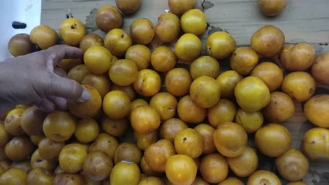 Hand picking plums fruit (Prunus domestica) Video stock 149861072