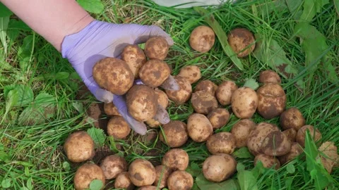 A hand is picking up a potato Video stock 316894894