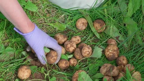 A hand is picking up a potato Stock Footage 316894966
