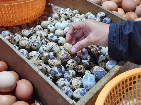 Hand picking quail eggs from crate at traditional market stall. Stock Photos