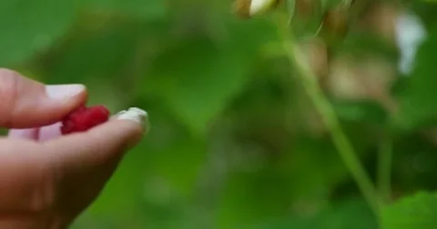 Hand Picking Raspberries 4K Stock Footage 72418990