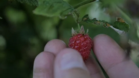 Hand picking raspberry at a fruit farm Stock Footage 106202617