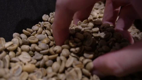 Hand picking raw coffee beans Stock Footage 251707338