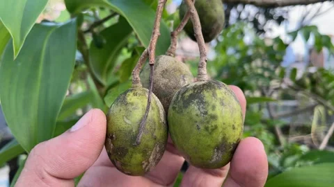 Hand Picking Raw Hog Plum (Green Ambarella) – Sour Tropical Fruit on Tree 스톡 동영상 335186235