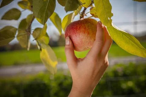 Hand picking red apple from tree branch orchard harvest farm fresh fruit ag.. Foto stock