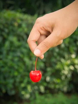 Hand picking red cherry Stock Photos