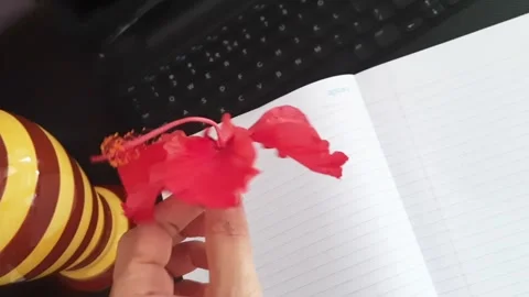 Hand Picking Red Hibiscus Flower from Notebook and Placing It in Decorative Pot Video stock 336626976