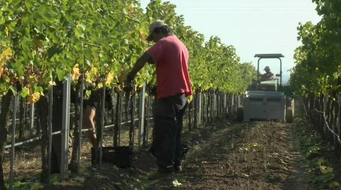 Hand picking red wine grapes during harvest in Chile. Stock Footage 554631