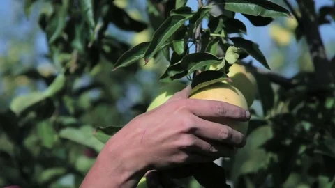 Hand picking ripe apple from green, leafy tree Stock Footage 81076545