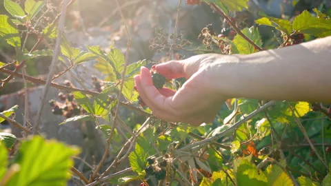 Hand Picking Ripe Berries Closeup Stock Footage 316898519