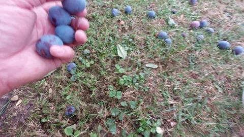 Hand picking ripe blue plums from grass ground into plastic bucket in garden Vidéo 346241083