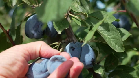 Hand picking ripe blue plums from branch in sunlit organic orchard, slow motion Stock Footage 347000375