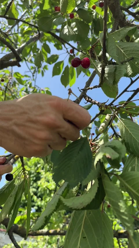 Hand Picking Ripe Cherries from Tree with Natural Sounds of Leaves Stock Footage 315090818