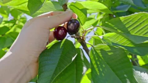 Hand Picking Ripe Cherries from Tree in Orchard Stock Footage 327948159