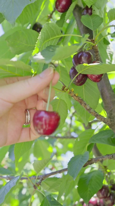 Hand Picking Ripe Cherries from Tree in Orchard Video stock 327948166
