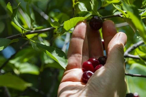 Hand Picking Ripe Cherries from Tree Branch in Summer Garden Stock Photos