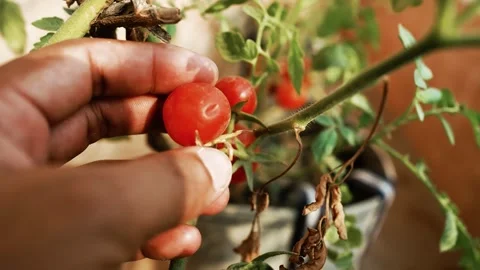 Hand Picking Ripe Cherry Tomatoes, Close-up of a hand picking ripe cherry t.. Stock Footage 304978623