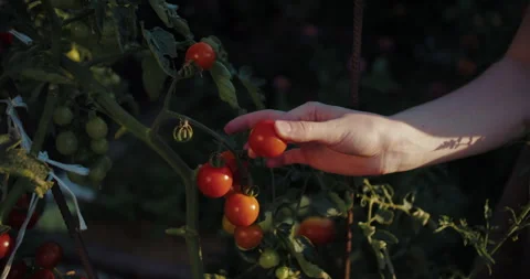 Hand picking ripe cherry tomatoes from plant Stock Footage 313743570