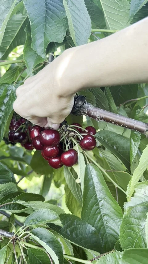 Hand picking ripe cherry from tree branch. Cherry harvest close-up. Stock Footage 311157584
