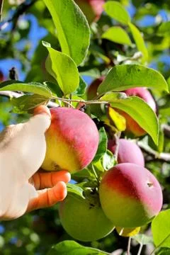 Hand picking ripe fruit from apple tree Stock Photos