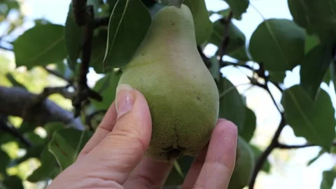 Hand picking a ripe green pear from a tree in a sunlit summer orchard Stock Footage 343569081