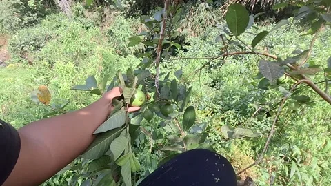 Hand Picking Ripe Guava Fruit from Tree Branch Stock Footage 318437306