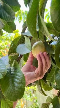 Hand picking ripe guava from the tree Stock Photos